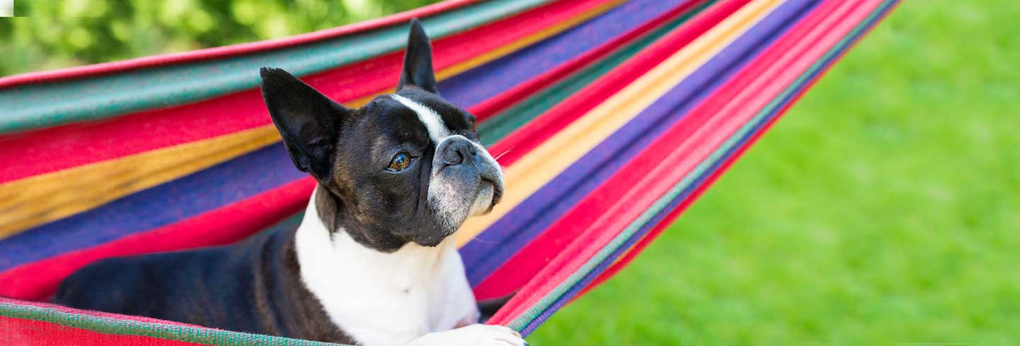 Boston Terrier in hammock